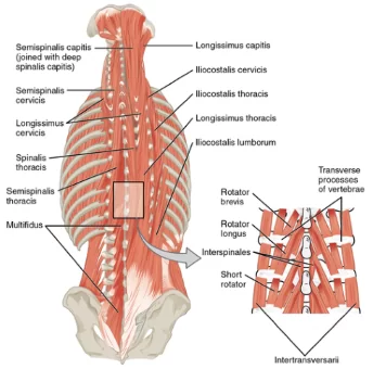 Back Core Muscles Anatomy - Human Anatomy