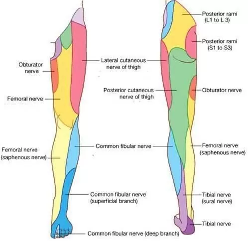 Myotomes of the lower limb. Distribution of the saphenous nerve and how it could cause numbness down the leg if cut or stretched.