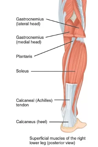 Muscles of the calf