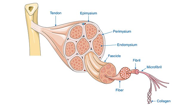 Anatomy of a tendon